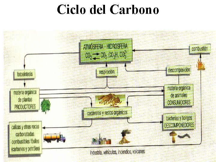 Ciclo del Carbono 