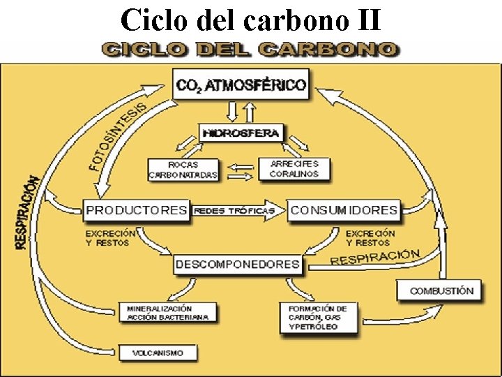 Ciclo del carbono II 