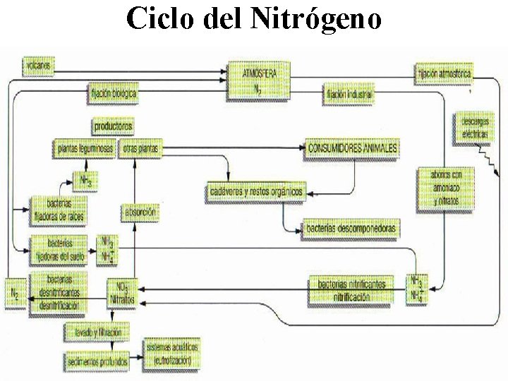 Ciclo del Nitrógeno 