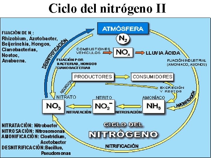 Ciclo del nitrógeno II 