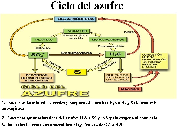 Ciclo del azufre 2 3 1 y 2 1. - bacterias fotosintéticas verdes y