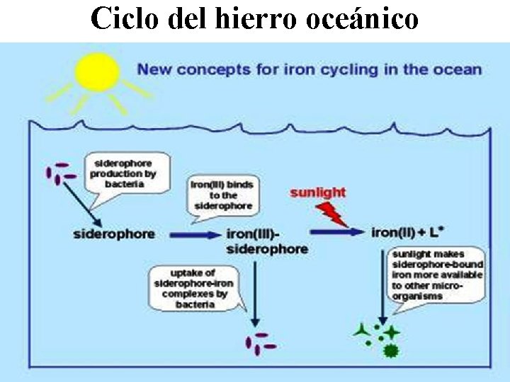 Ciclo del hierro oceánico 