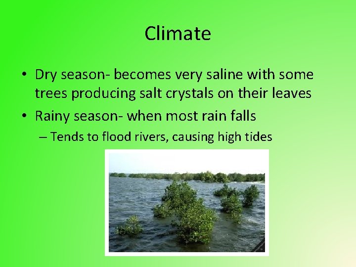 Climate • Dry season- becomes very saline with some trees producing salt crystals on