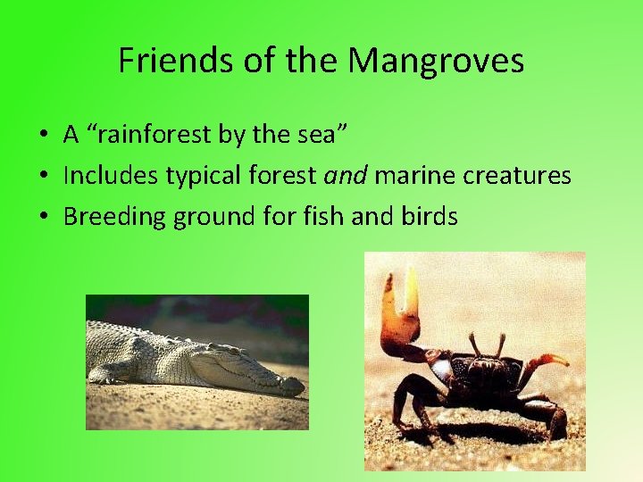 Friends of the Mangroves • A “rainforest by the sea” • Includes typical forest
