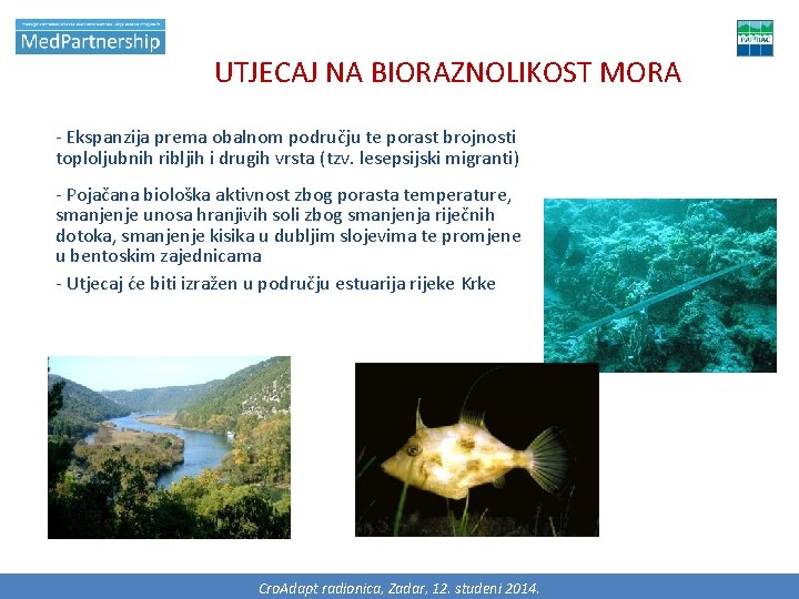 UTJECAJ NA BIORAZNOLIKOST MORA - Ekspanzija prema obalnom području te porast brojnosti toploljubnih ribljih