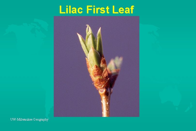 Lilac First Leaf UW-Milwaukee Geography 