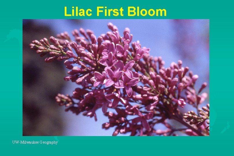 Lilac First Bloom UW-Milwaukee Geography 