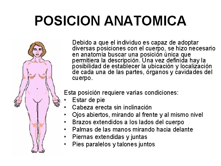 POSICION ANATOMICA Debido a que el individuo es capaz de adoptar diversas posiciones con