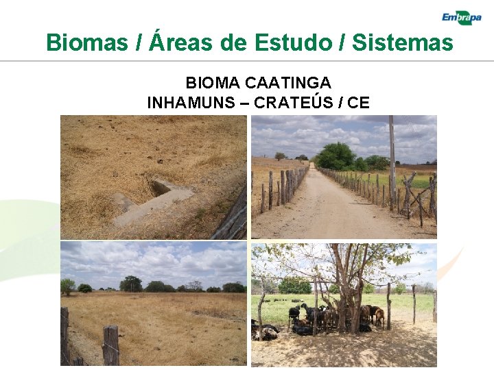 Biomas / Áreas de Estudo / Sistemas BIOMA CAATINGA INHAMUNS – CRATEÚS / CE