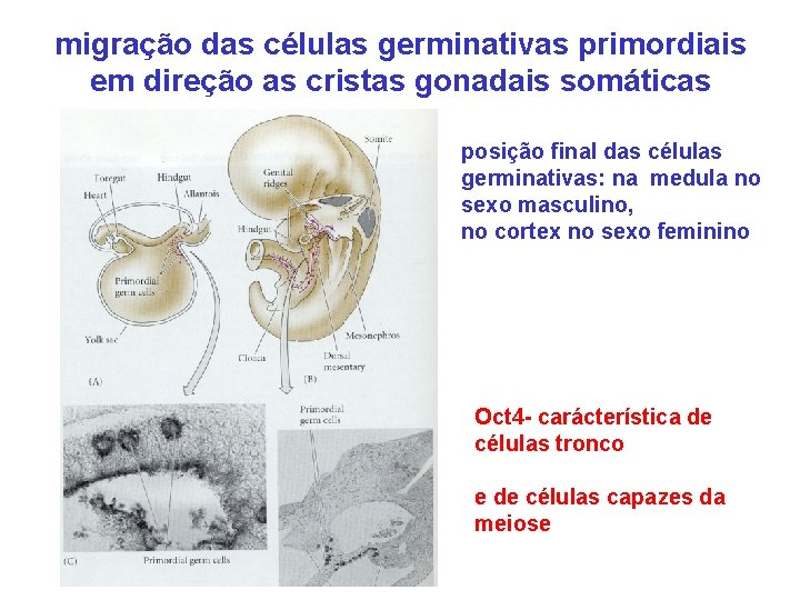 migração das células germinativas primordiais em direção as cristas gonadais somáticas posição final das