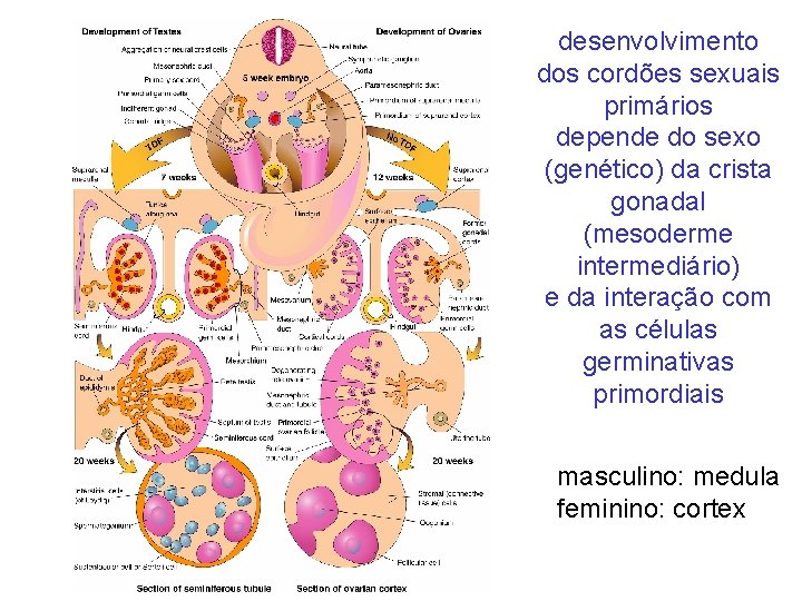 desenvolvimento dos cordões sexuais primários depende do sexo (genético) da crista gonadal (mesoderme intermediário)