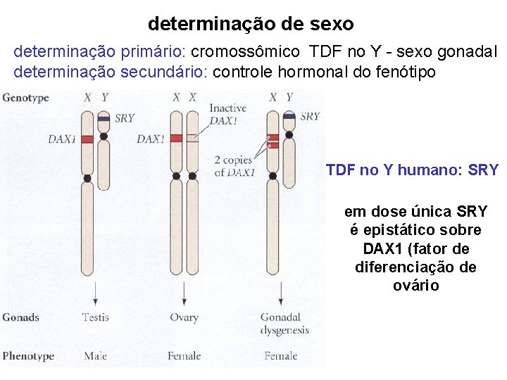 determinação de sexo determinação primário: cromossômico TDF no Y - sexo gonadal determinação secundário: