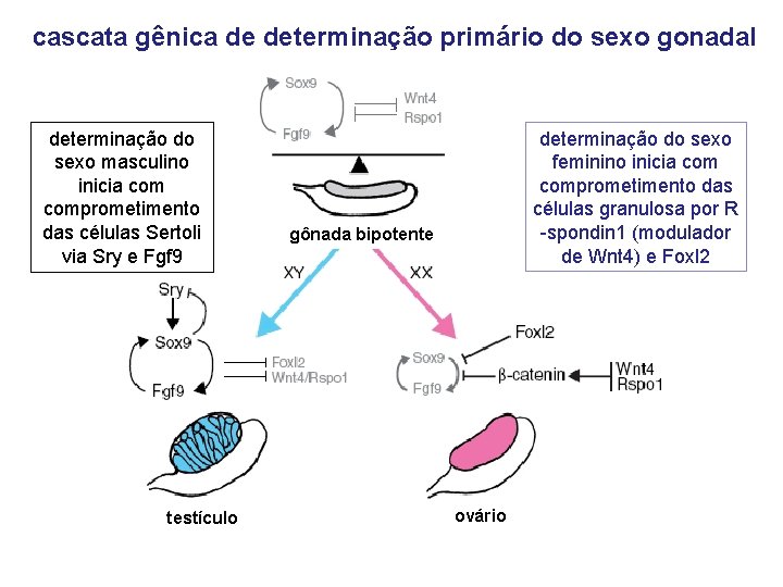 cascata gênica de determinação primário do sexo gonadal determinação do sexo masculino inicia comprometimento