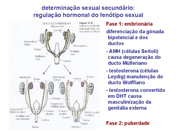 determinação sexual secundário: regulação hormonal do fenótipo sexual Fase 1: embrionária diferenciação da gônada