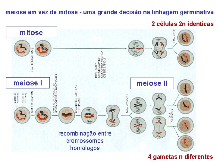 meiose em vez de mitose - uma grande decisão na linhagem germinativa 2 células