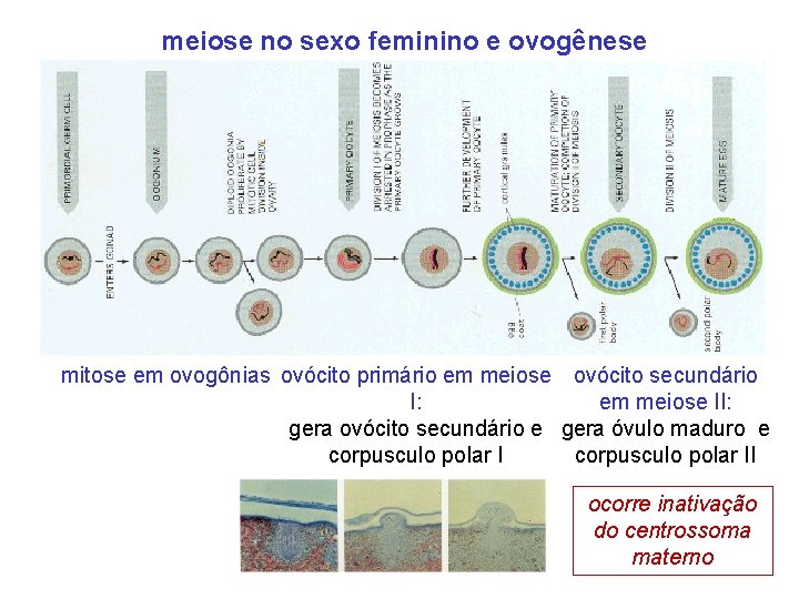 meiose no sexo feminino e ovogênese mitose em ovogônias ovócito primário em meiose ovócito