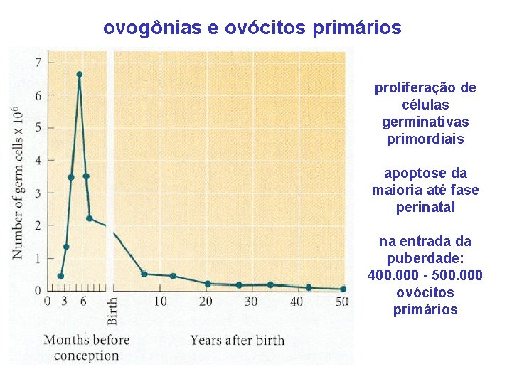 ovogônias e ovócitos primários proliferação de células germinativas primordiais apoptose da maioria até fase
