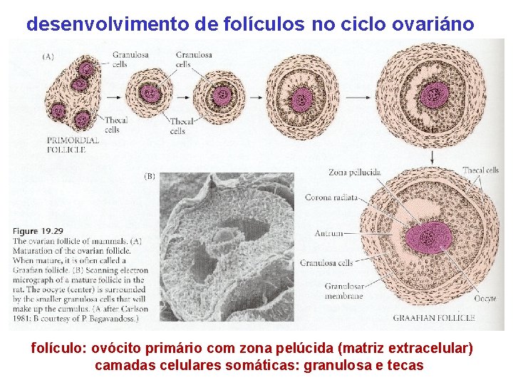 desenvolvimento de folículos no ciclo ovariáno folículo: ovócito primário com zona pelúcida (matriz extracelular)