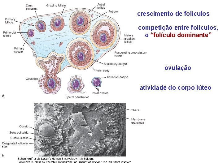 crescimento de folículos competição entre folículos, o “folículo dominante” ovulação atividade do corpo lúteo