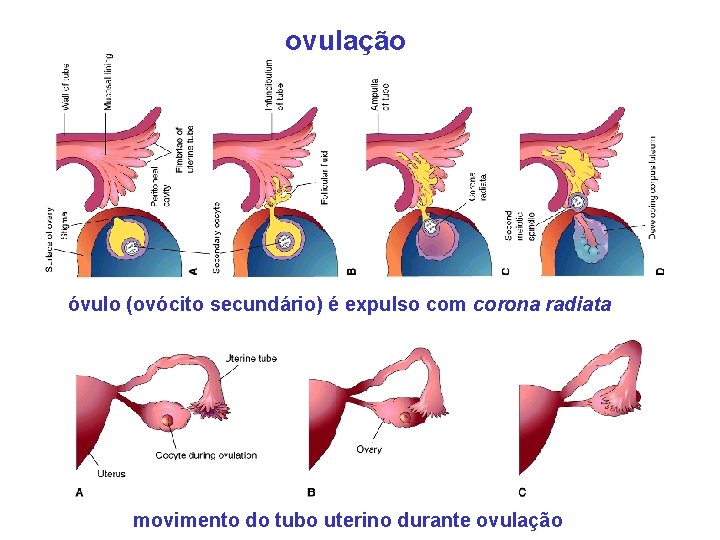 ovulação óvulo (ovócito secundário) é expulso com corona radiata movimento do tubo uterino durante