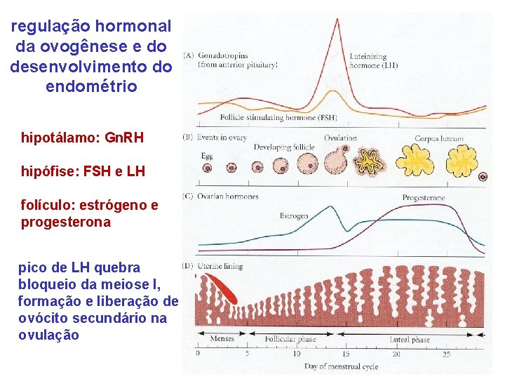 regulação hormonal da ovogênese e do desenvolvimento do endométrio hipotálamo: Gn. RH hipófise: FSH