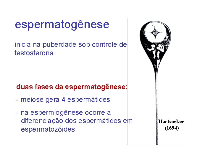 espermatogênese inicia na puberdade sob controle de testosterona duas fases da espermatogênese: - meiose