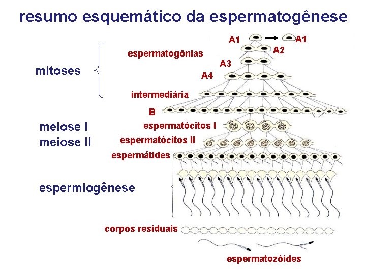 resumo esquemático da espermatogênese A 1 espermatogônias mitoses A 2 A 3 A 4