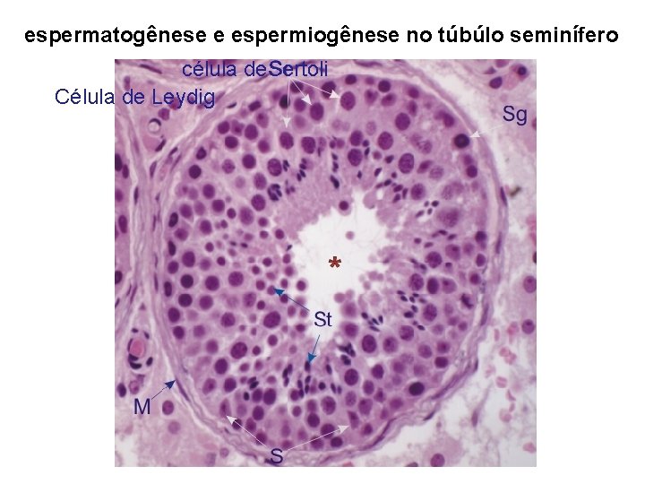 espermatogênese e espermiogênese no túbúlo seminífero célula de. Sertoli Célula de Leydig 