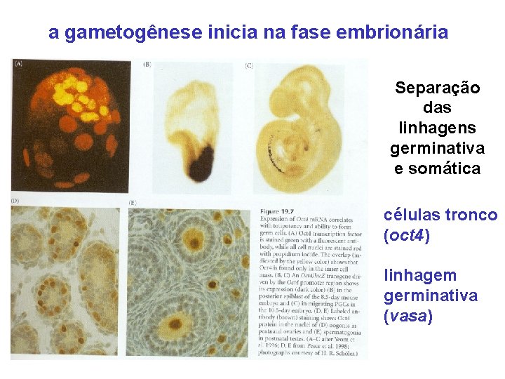 a gametogênese inicia na fase embrionária Separação das linhagens germinativa e somática células tronco
