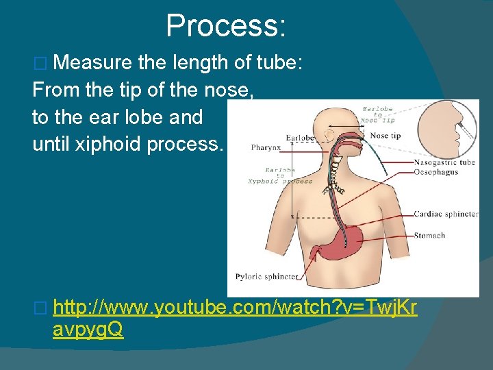 Process: � Measure the length of tube: From the tip of the nose, to