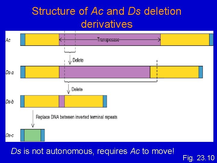 Structure of Ac and Ds deletion derivatives Ds is not autonomous, requires Ac to