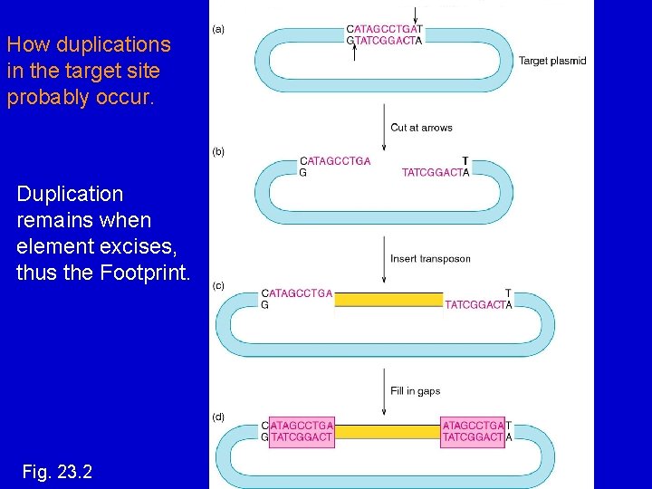 How duplications in the target site probably occur. Duplication remains when element excises, thus