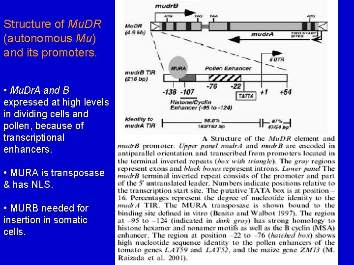 Structure of Mu. DR (autonomous Mu) and its promoters. • Mu. Dr. A and