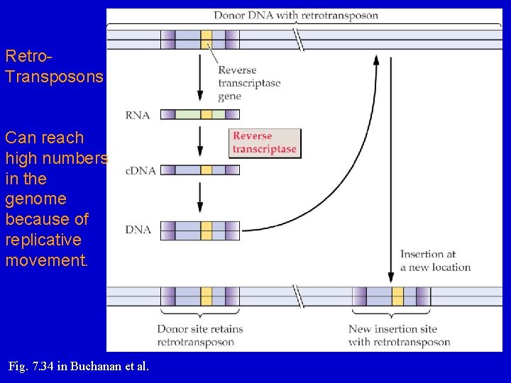 Retro. Transposons Can reach high numbers in the genome because of replicative movement. Fig.