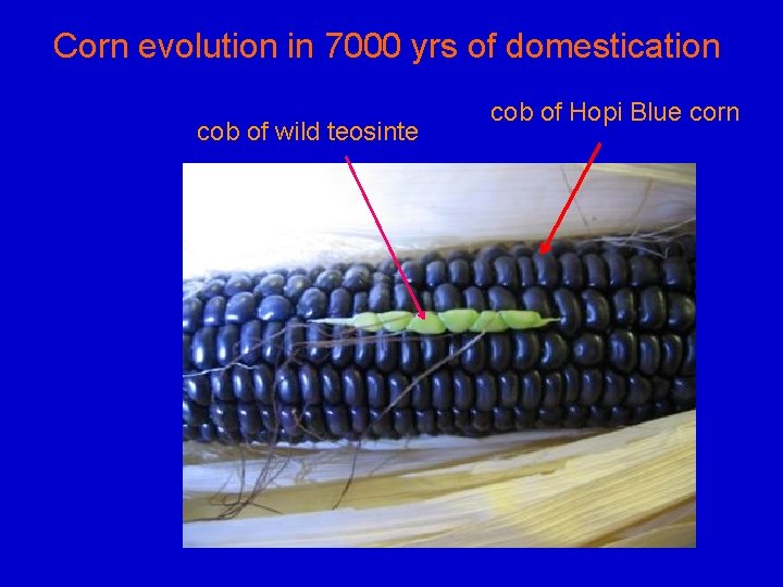 Corn evolution in 7000 yrs of domestication cob of wild teosinte cob of Hopi