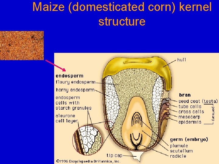 Maize (domesticated corn) kernel structure 