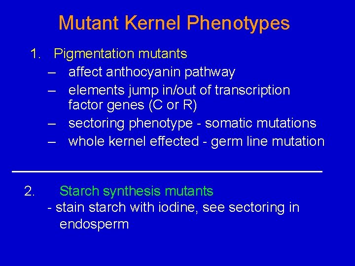 Mutant Kernel Phenotypes 1. Pigmentation mutants – affect anthocyanin pathway – elements jump in/out