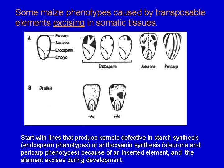 Some maize phenotypes caused by transposable elements excising in somatic tissues. Start with lines