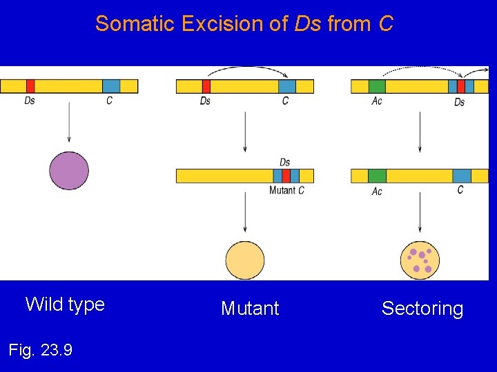 Somatic Excision of Ds from C Wild type Fig. 23. 9 Mutant Sectoring 