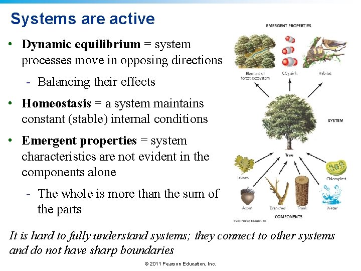 Systems are active • Dynamic equilibrium = system processes move in opposing directions -