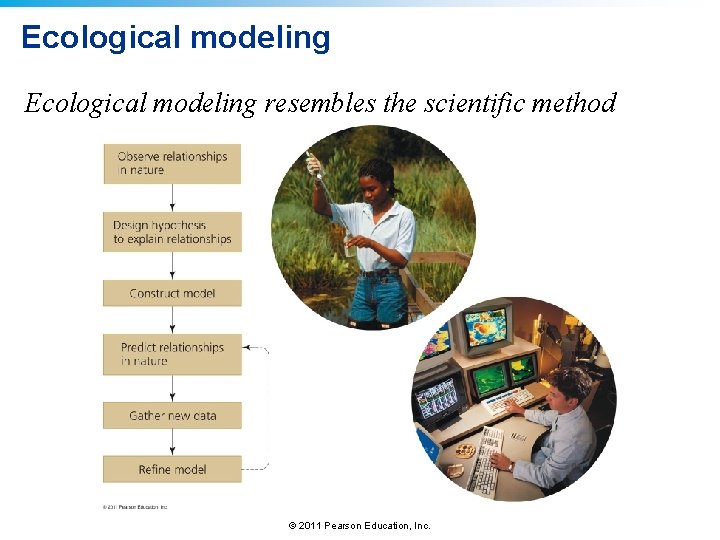 Ecological modeling resembles the scientific method © 2011 Pearson Education, Inc. 