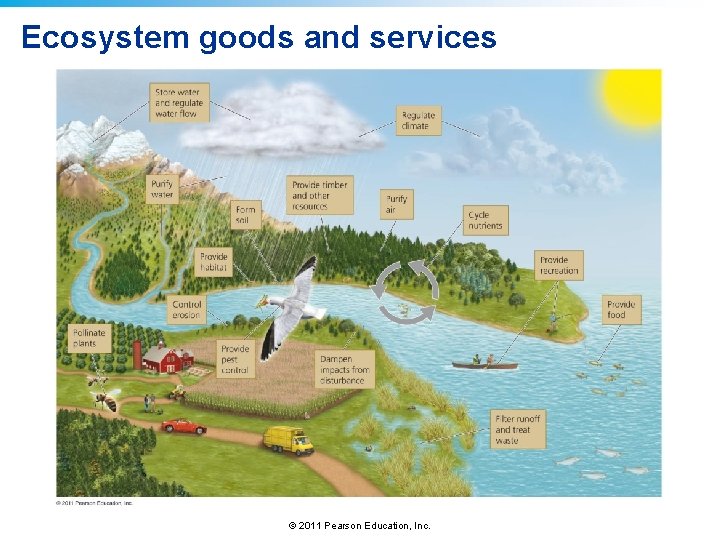 Ecosystem goods and services © 2011 Pearson Education, Inc. 