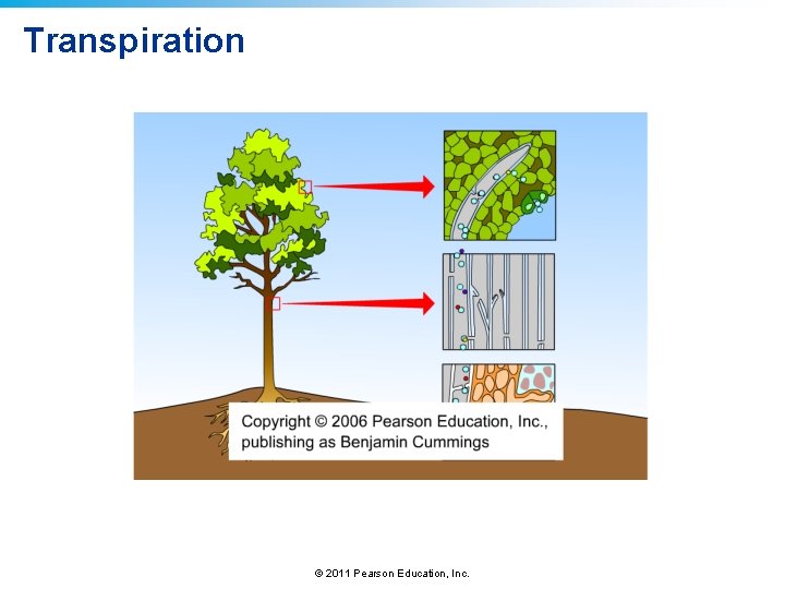 Transpiration © 2011 Pearson Education, Inc. 
