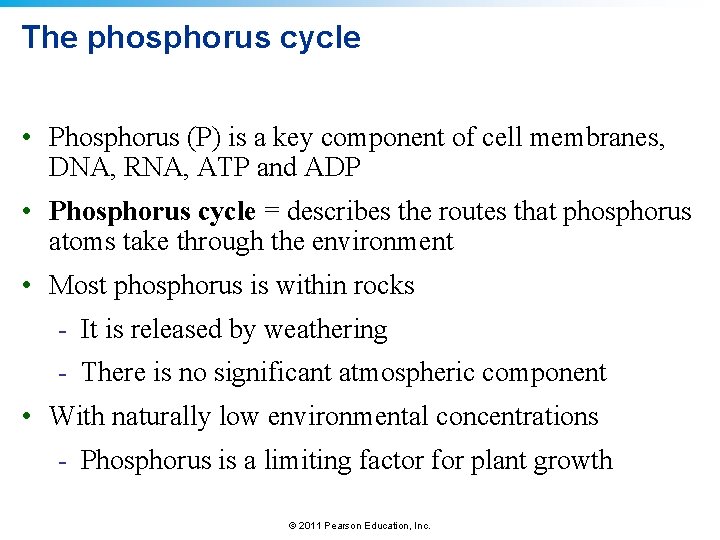 The phosphorus cycle • Phosphorus (P) is a key component of cell membranes, DNA,