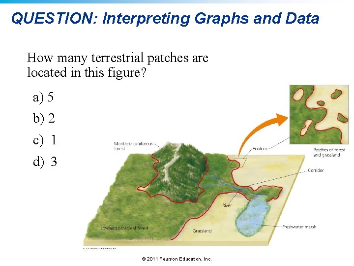 QUESTION: Interpreting Graphs and Data How many terrestrial patches are located in this figure?