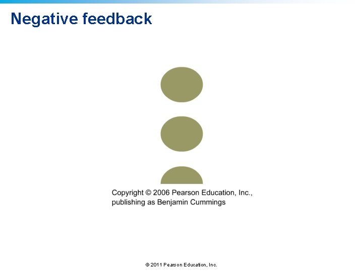 Negative feedback © 2011 Pearson Education, Inc. 