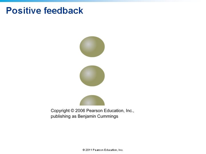 Positive feedback © 2011 Pearson Education, Inc. 