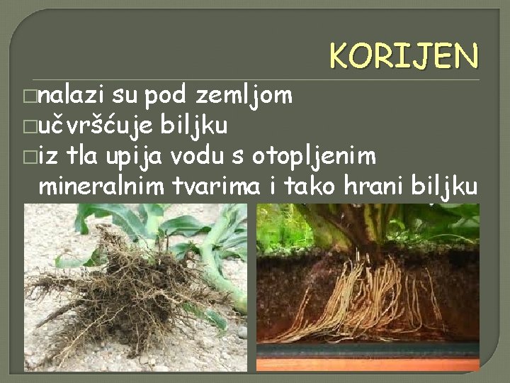 �nalazi KORIJEN su pod zemljom �učvršćuje biljku �iz tla upija vodu s otopljenim mineralnim