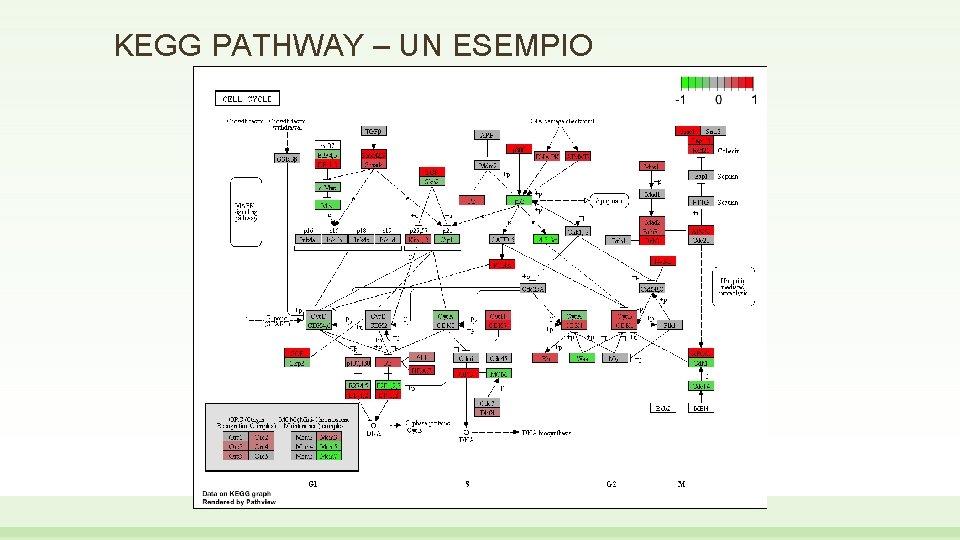 KEGG PATHWAY – UN ESEMPIO 