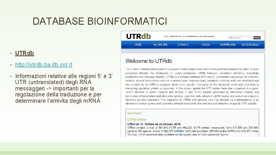 DATABASE BIOINFORMATICI • UTRdb • http: //utrdb. ba. itb. cnr. it • Informazioni relative